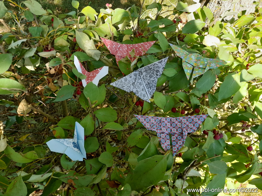 Foto: Kimberly Kmieciak