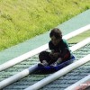 2013_grosswoltersdorf_zg1_163_prot