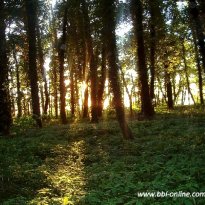 2013_arendsee_sa6_073_prot